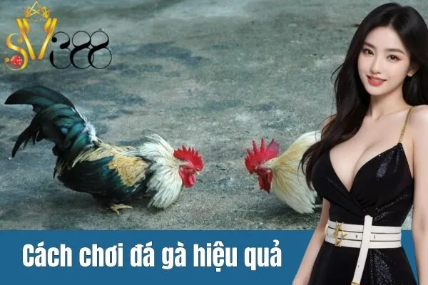 Hướng dẫn đá gà