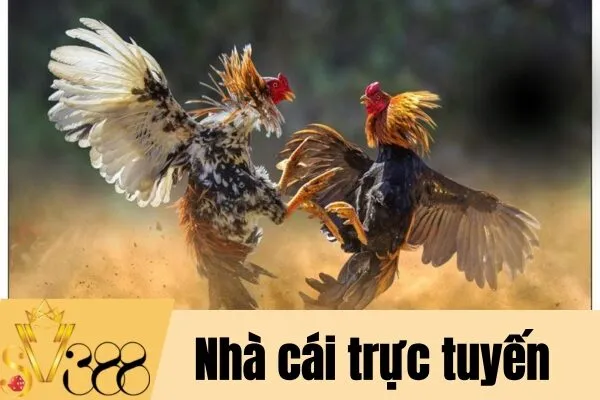 Đá gà trực tiếp trên điện thoại